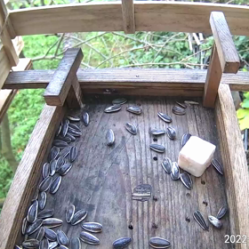 すぎぴたんの事件簿シーズン3　104話（【お食事中は閲覧注意】今日も健康でしゅ～！）の画像