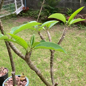 うちの庭の画像