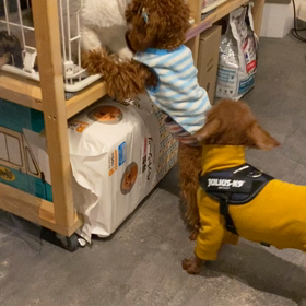 犬猫の画像