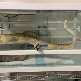 ねじまきももちゃんの画像