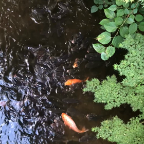 鯉1の画像
