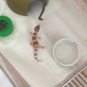 モアちゃん　初餌をパクッの画像