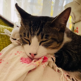 新しい家族です^ ^の画像