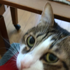 鼻水、鼻詰まり。デールは猫で良かったよーの画像