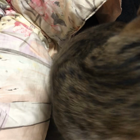 先住猫デール頑張れ！たまにあるんだけど…の画像