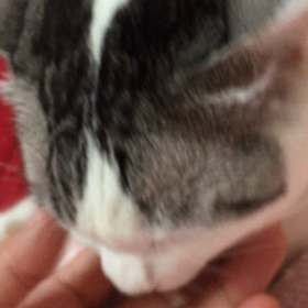 今日のミルクさんの画像