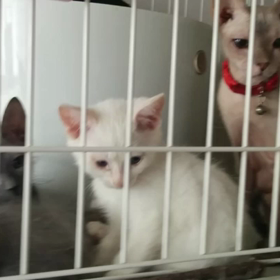 本日はイベント営業です。の画像