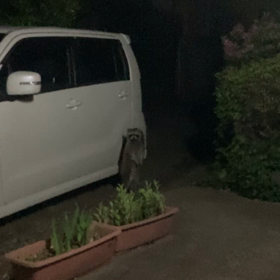 木更津だけにタヌキの画像