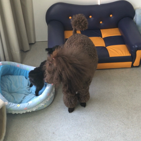 ♪プレイルーム動画♪①の画像