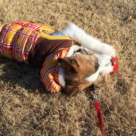 ボールではしゃぐの画像