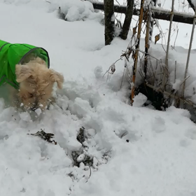 冬の散歩の画像