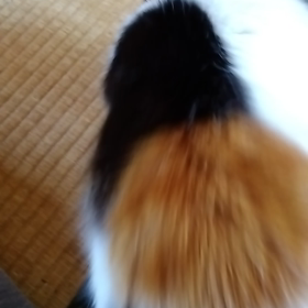 ミミの動画の画像