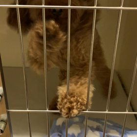 お泊り♡ウノちゃんの画像