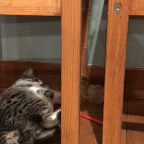 遊びましたの画像