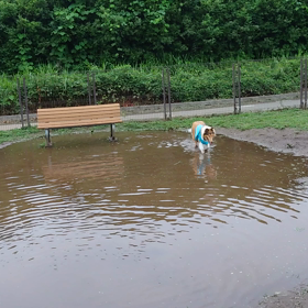 ラフ・コリー　雨上がりのランの画像