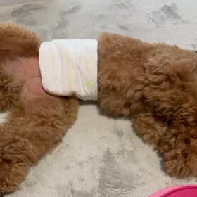 おっぴろげで寝る犬の画像