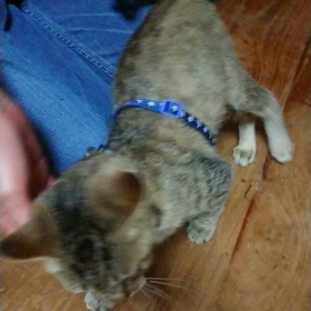 うなちゃんの画像