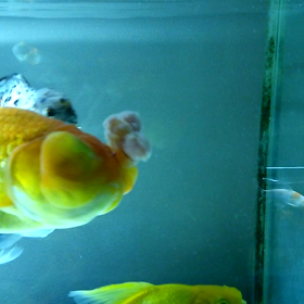 総勢13匹の餌くれダンス。の画像