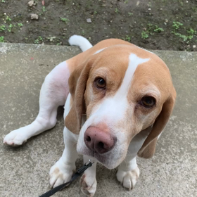 おはようございます( ˘꒳˘ )の画像