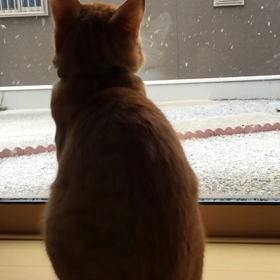むぎの初雪❄の画像