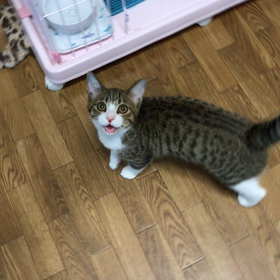 ＊ 番外編 ~動画~の画像