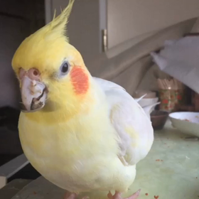 中年オカメの画像