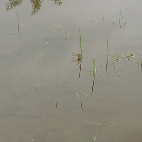 トンボの産卵の画像