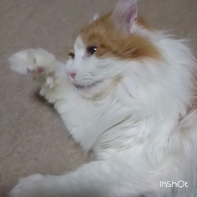 綺麗好きなんです。リリィ メインクーン♀の画像