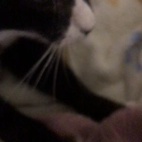 眠れない夜は。。猫のふみふみで熟睡をの画像