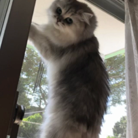 マリーちゃんお喋りの画像