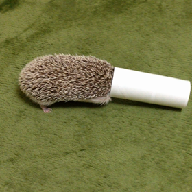 たぬさんの動画！の画像