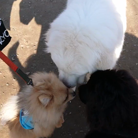 自分が大型犬だと思っているポメラニアンの画像