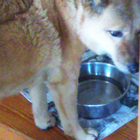 お家に帰ったら       『手洗   脚洗 』の画像