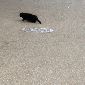 今日は猫の日の画像