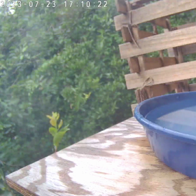 すぎぴたんの事件簿シーズン3　342話（興味津々！ヤマガラ）の画像