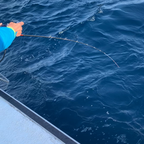 明日もマハタ！の画像