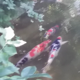 初野池見学の画像