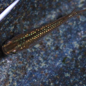 【067】琥珀ラメ２ペアから産まれた子たち☆の画像