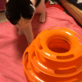 新しいおもちゃの画像