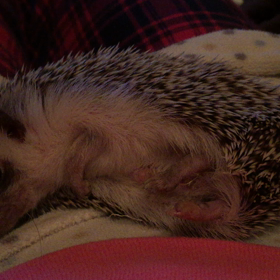 起きた！…と思ったら…の画像