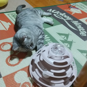 やっと もんちゃんもの画像