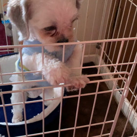 ゲージ。の画像