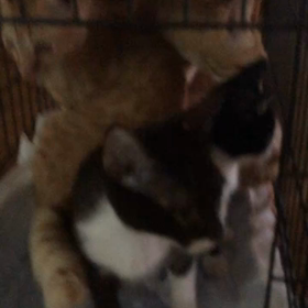 ふらっと現れたハチワレ男子の画像