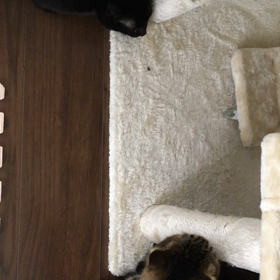 またたびの画像