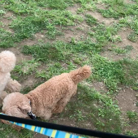 4月29日12わんこ10わんこと1時間遠足  代々木公園の画像