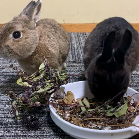 うさぎ達の画像