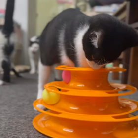 詩ちゃん遊び方違うよーの画像