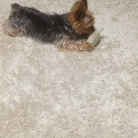 ゾウさんLOVEの画像