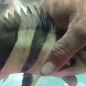 リーズナブルなリアルバンド！！の画像