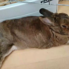 捨てないで！！の画像